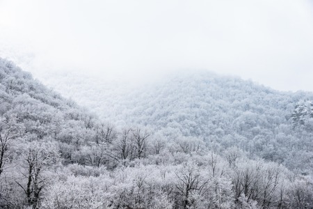 Top of mountains covered with pine forest in the fog in winter Фото со стока