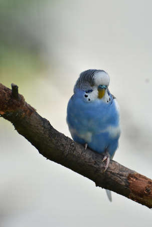 Muy bonito periquito azul pastel en una rama de árbol.