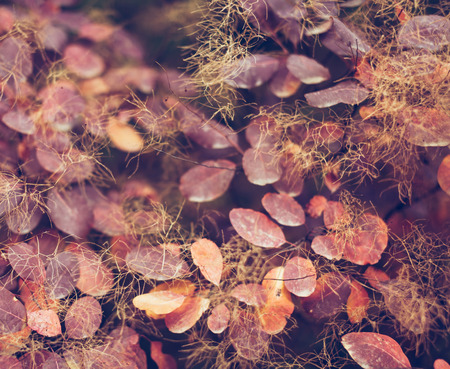 Beautiful autumn nature background with colorful leaves on branch in soft focus abstract vintage toning