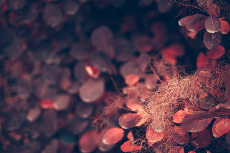 Beautiful autumn nature background with colorful leaves on branch in soft focus abstract vintage toning