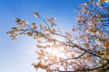 Schöne Hintergrundbeleuchtung Frühlingsblüte Baum vor einem strahlend blauen Himmel mit der Sonne Standard-Bild