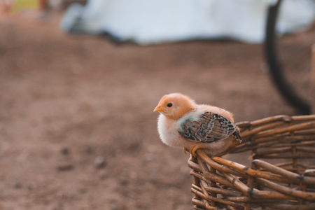 El pequeño pollo camina en una tarde de verano.