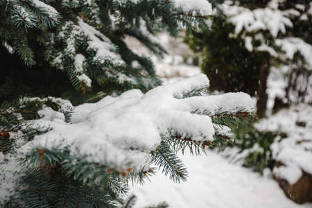 Christmas tree branches sprinkled with snow in winter