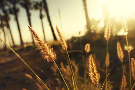 Yellow spica under summer sunset soft light shallow depth of field