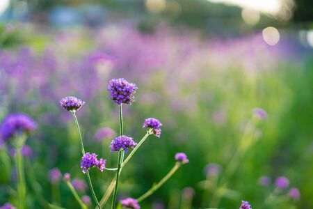 Verbena flores roxas no fundo bonito bokeh