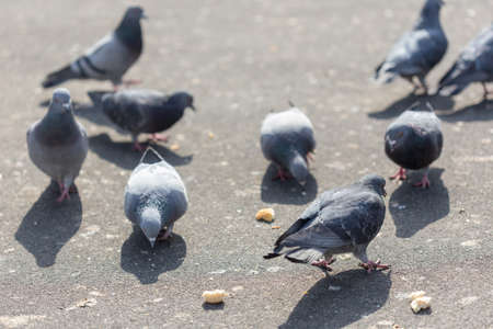 多くのハトが食べ物を食べています 写真素材