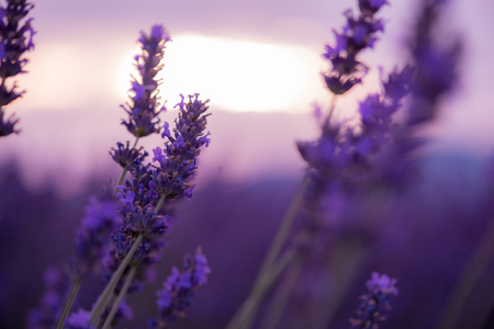 closeup roxo lavanda campo florescendo flor com luz solar flare na natureza bacground cena calma Banco de Imagens