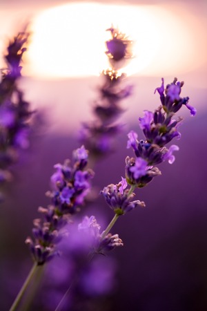 Close up bushes of lavender purple aromatic flowers at lavender field in summer near valensole in provence france