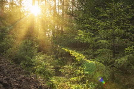 Sunlight in green forest at sunrise landscape of summer forest with warm sunbeams through trees natural scene of woodland in the morning