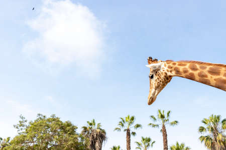 Linda jirafa bajo el cielo azul Foto de archivo
