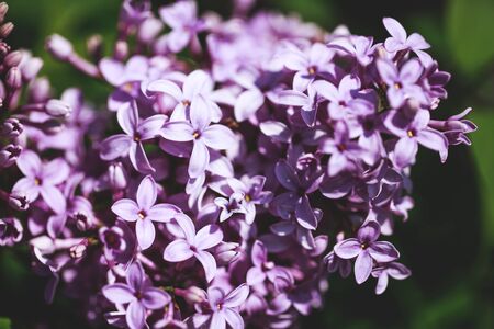 Branch with spring lilac flowers and green leaves lilac bush