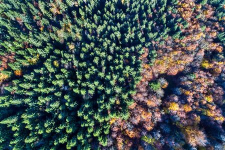Aerial view of trees in the vosges mountains in autumn Фото со стока
