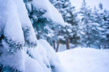 Fir branch in snow closeup of pine branch with snow christmas and new year holiday background copy space for your text high quality photo