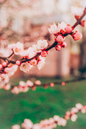 Branches of blossoming cherry beautiful floral image of spring nature