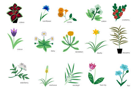 Isolated plants simple icons collection