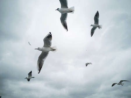 Gaviotas volando en el cielo