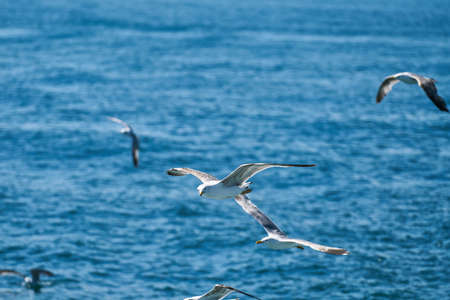 Hermosa gaviota volando en el aire Foto de archivo