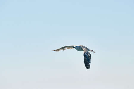 Hermosa gaviota volando en el aire