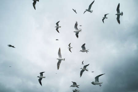 Gaviotas volando en el cielo Foto de archivo