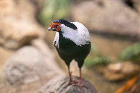 un pájaro en el zoológico Foto de archivo