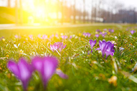 Hermosos azafranes en hierba verde. Primeras flores de primavera.