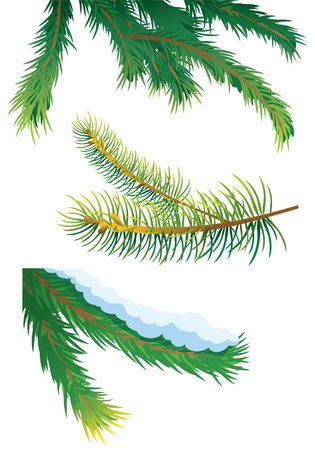 Set of fir tree branches vector illustration