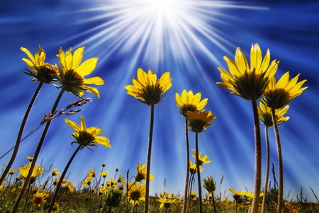 Verano de flores amarillas que crecen hacia el sol en el cielo azul
