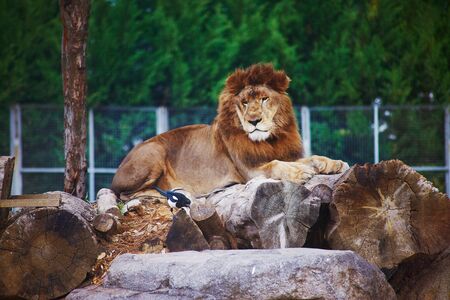 León se acuesta y aturde al pájaro en el zoológico