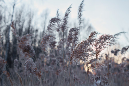 Thickets of dry reeds cane seeds pampas grass on the lake shore golden lake reeds swaying in the wind against the sunset sky abstract natural background beautiful background in neutral colors