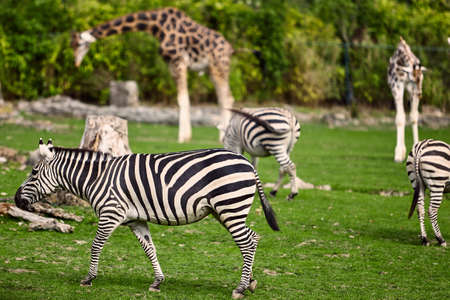 Jirafa y cebra en un parque de vida silvestre