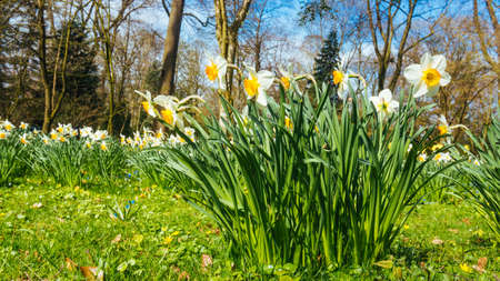 Sfondo primaverile con fiori di narciso daffodil