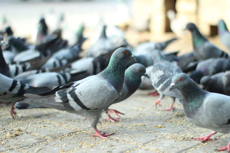 タイ、バンコクのウォーキングストリートの鳩の群衆。ぼやけたハトのグループが食べ物を求めて争い、多くのハトがタイの寺院の近くで奮闘しています。セレクティブフォーカス