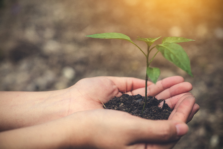 Hands holding soil and small tree to grow with blur background