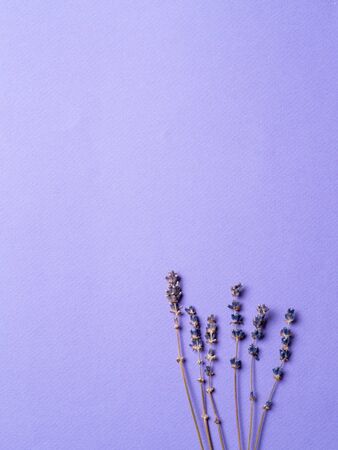 Violet lavender flowers on bright purple background