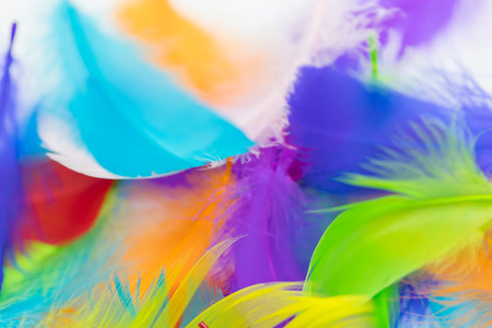 Close up of soft colorful feather on white background