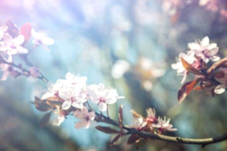 Image of blurred background with cherry blossom branches