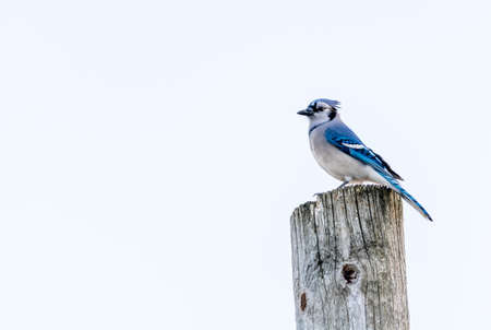 Blue Jay parado sobre un fondo blanco