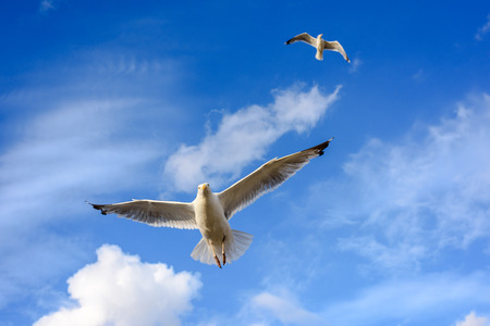 Gaviotas voladoras contra un cielo azul con nubes acercándose a la cámara. Foto de archivo