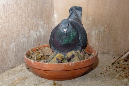 Primer plano de dos pollitos de palomas mensajeras bebé de siete días con su madre sentada en un nido en el palomar