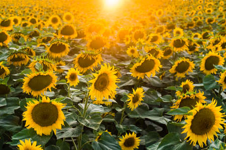 paisaje con campo de girasol en la mañana