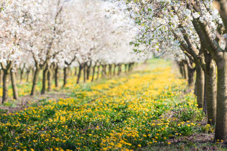 Floreciente huerto de manzanas de flores en primavera