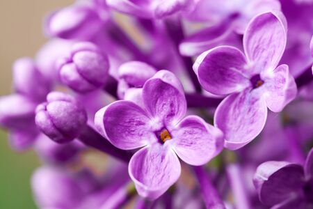 Macro image of spring lilac violet flowers abstract soft floral background Stock Photo