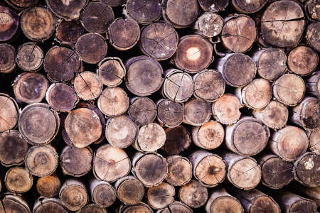 Wood log texture background Reklamní fotografie