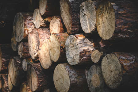 Background sawn pine trees timber harvesting