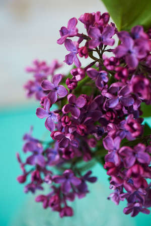 Lilacs on turquoise background magic nice colors