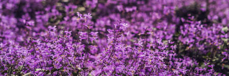 Lavender flowers at sunlight in a soft focus pastel colors and blur background banner long format Stock Photo