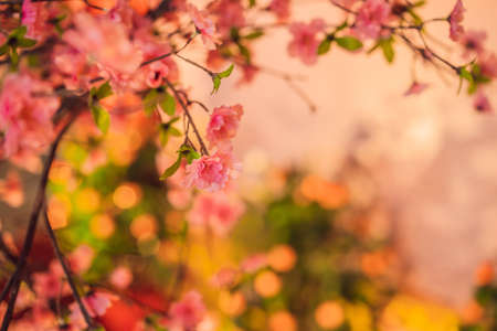 Árbol floreciente para el año nuevo chino Foto de archivo