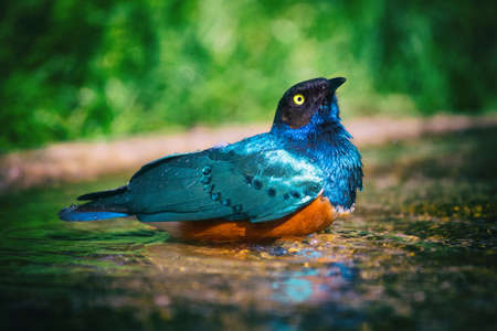 El Superb Starling (Lamprotornis superbus), también conocido como Spreo superbus tomando un baño.