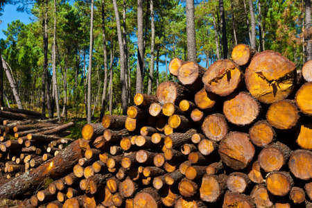 Logging in the forest portugal