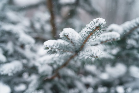 Winter photo of blue fir covered with fresh snow closeup photo Фото со стока